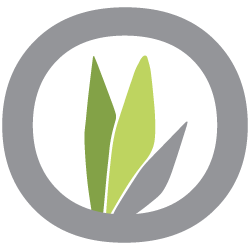 Bamboo Design